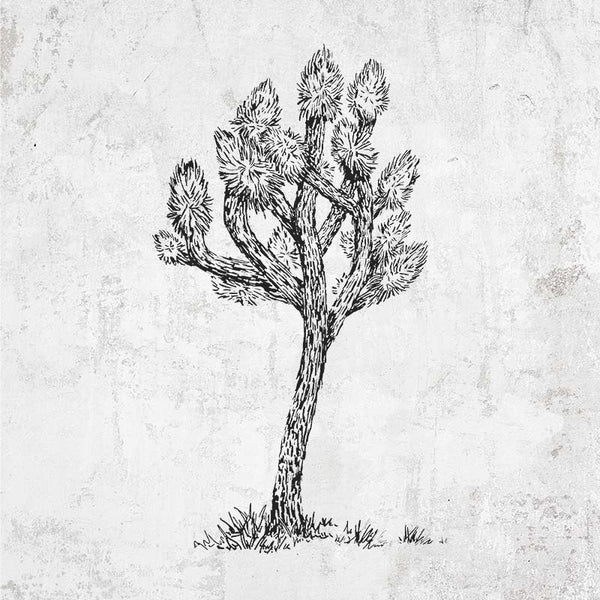 Yucca brevifolia - Joshua Tree