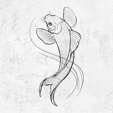 Koi Fish - Cyprinus rubrofuscus