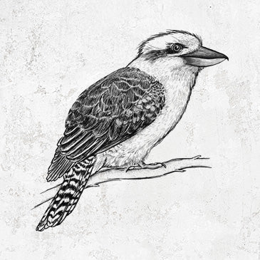 Kookaburra drawing on shirts and gifts