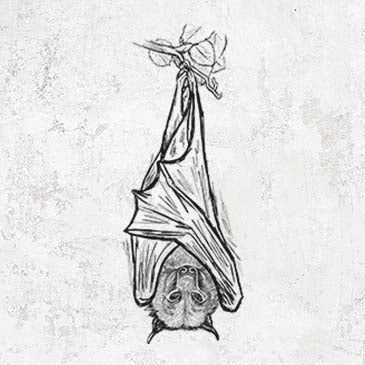 Detailed Illustration Flying Fox Bat 