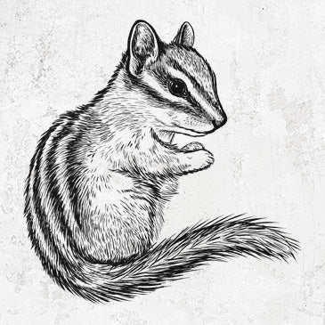 Chipmunk - Neotamias minimus