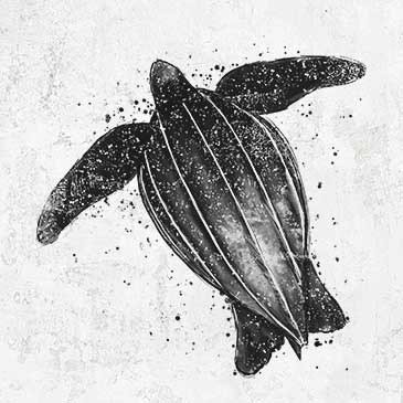Leatherback - Dermochelys coriacea