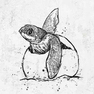 Leatherback Turtle Hatching