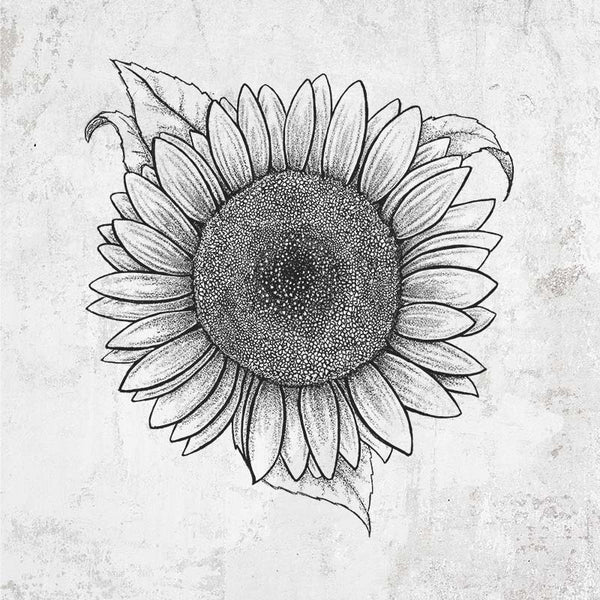 Lemon Queen Sunflower - Helianthus Annuus