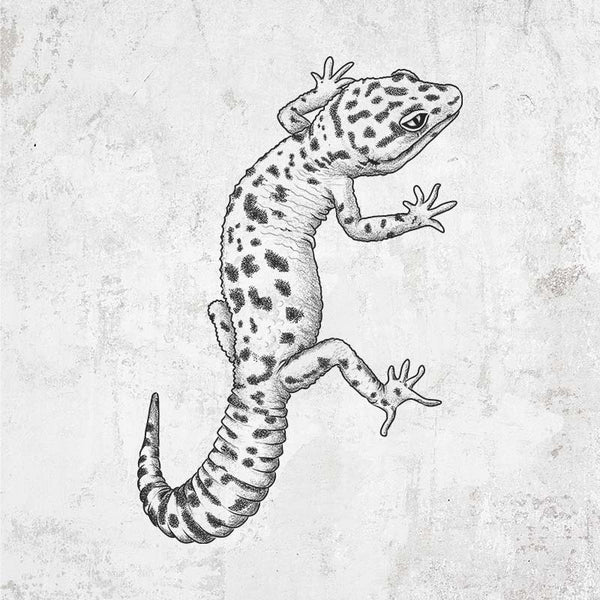 Eublepharis macularius - Leopard Gecko