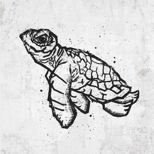 Baby Sea Turtle