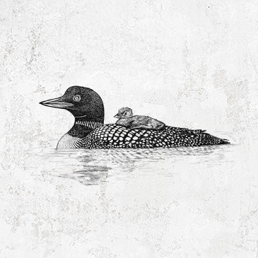 Common Loon with Chick - Gavia immer