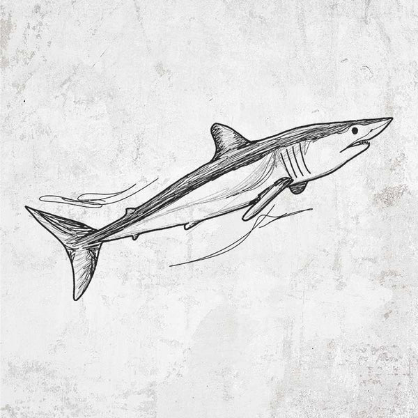 Mako Shark