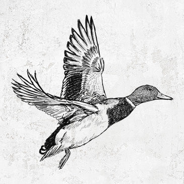 Drawing for male mallard duck shirts and gifts