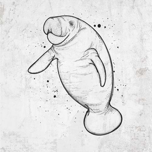 Manatee clothing and gifts drawing