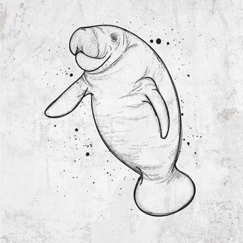 Manatee
