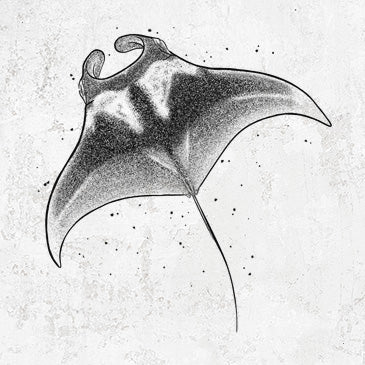 Reef Manta Ray - Ꮇonula alfredi