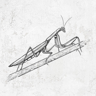 European Mantis Insect Inspired Apparel and Accessories