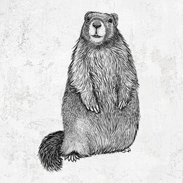 Yellow-bellied Marmot Tee - Mountain Wildlife Design