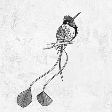 Marvelous Spatuletail Hummingbird