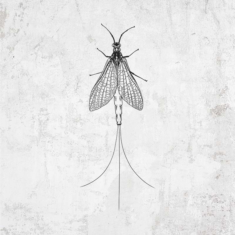 Ephemera Danica - Mayfly