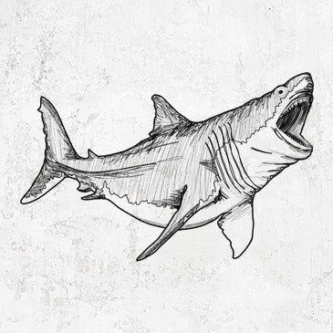 Megalodon - Otodus Megalodon