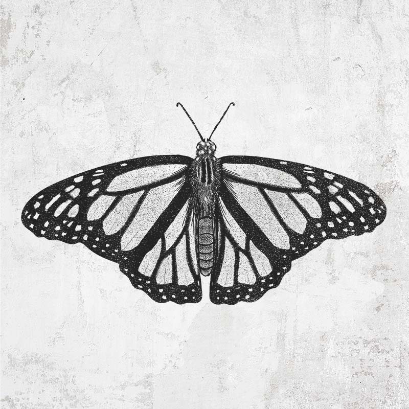 Danaus plexippus - Monarch Butterfly