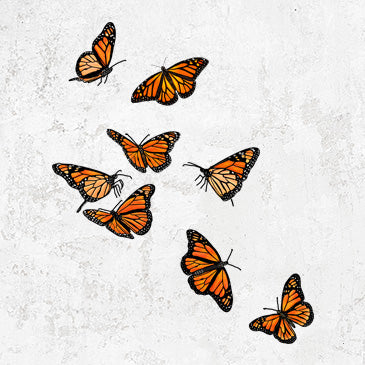 Monarch Migration illustration for shirts
