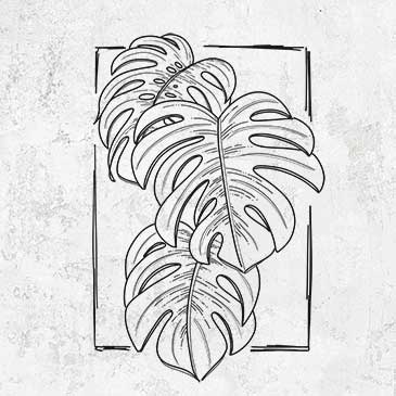 Monstera Deliciosa