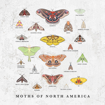 Moths of North America illustration on apparel and gifts from Because Tees