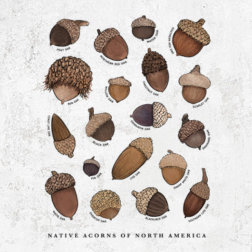 Native Acorns of North America