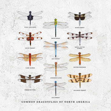 Common Dragonflies of North America