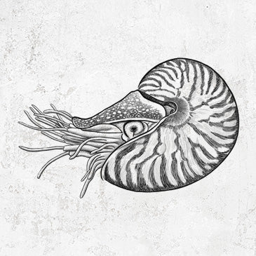 Palau Nautilus - Nautilus belauensis