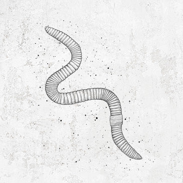Common Earthworm - Nightcrawler - Lumbricus terrestris