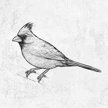 Northern Cardinal illustration on apparel from Because Tees