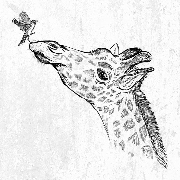Northern Giraffe - Giraffa camelopardalis