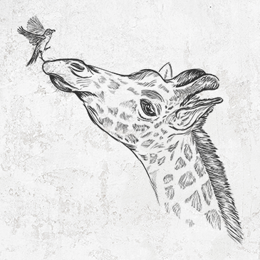 Northern Giraffe - Giraffa camelopardalis