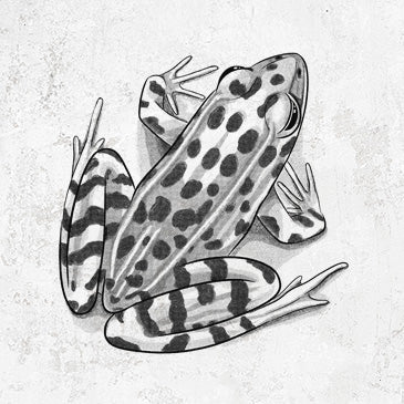 Spotted Northern Leopard Frog artwork on frog lover shirt