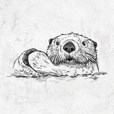 Northern Sea Otter - Enhydra lutris kenyoni
