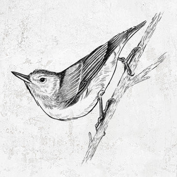 White-breasted Nuthatch - Sitta carolinensis