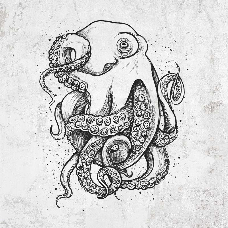 Octopus Vulgaris - Common Octopus