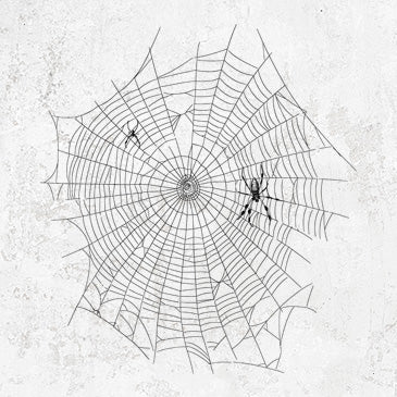 Golden Silk Orb-weaver Spider Web - Trichonephila clavipes
