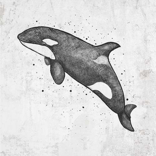 Orca