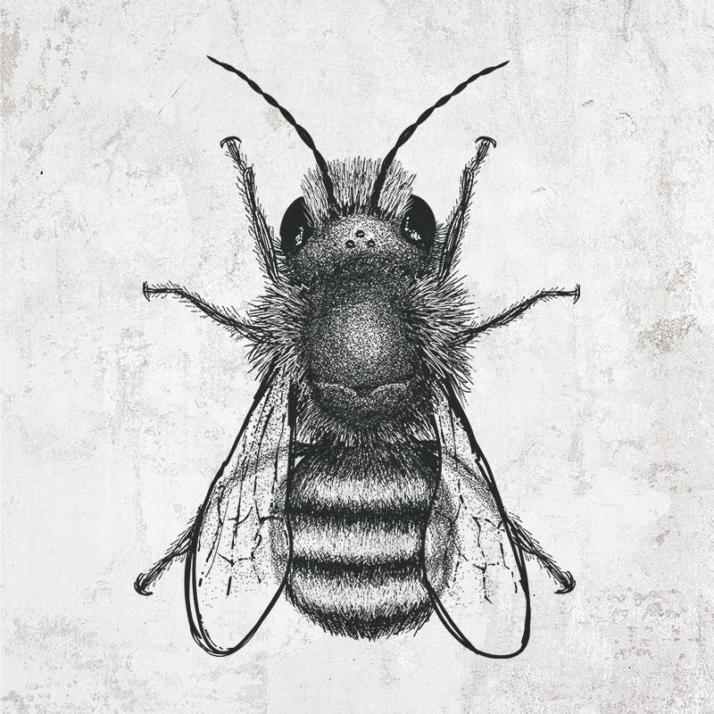 Osmia Bicornis - Red Mason Bee