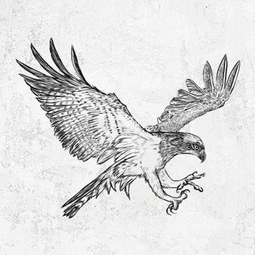 Osprey - Pandion haliaetus