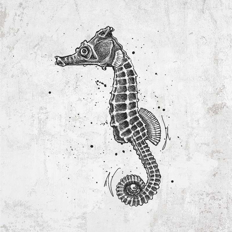 Hippocampus ingens - Pacific Seahorse