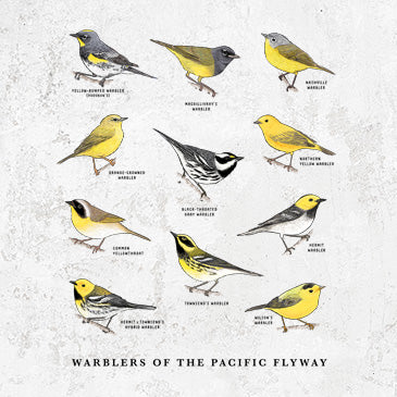 Warblers of the Pacific Flyway