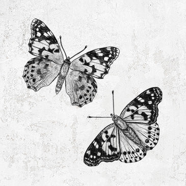 Painted Lady Butterflies - Vanessa cardui