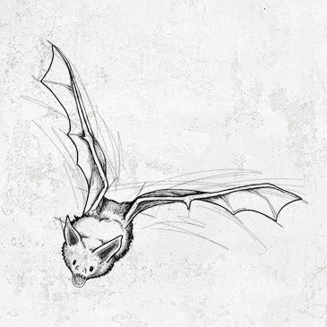 Hand-drawn illustration of a flying pallid bat on graphic tees, shirts, and hoodies.