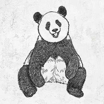 Ailuropoda melanoleuca - Giant Panda Sitting