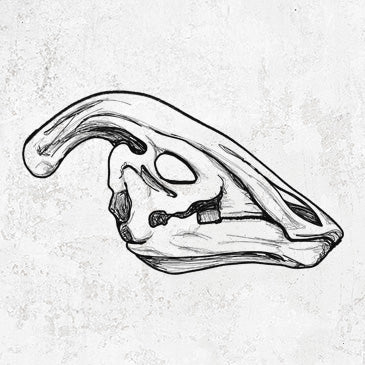 Parasaurolophus Skull