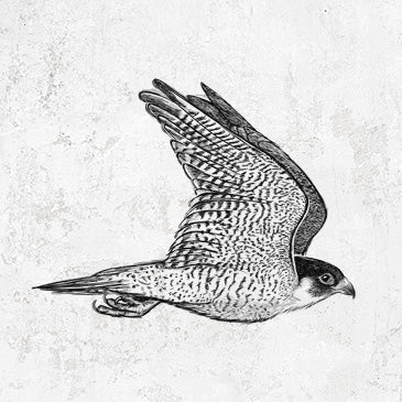 Flying Peregrine Falcon - Falco peregrinus