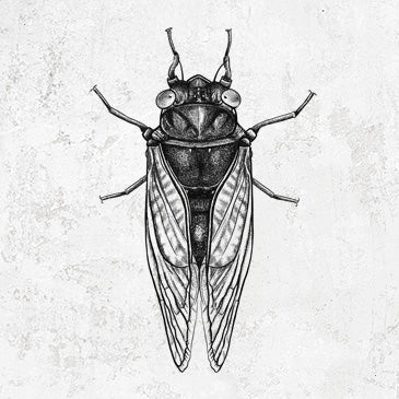 Detailed Pharaoh Cicada Illustration on Apparel
