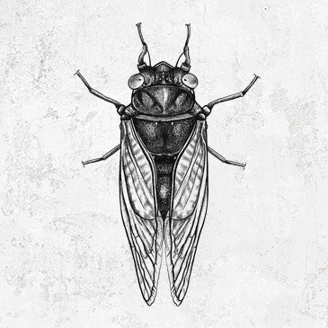 Pharaoh Cicada - Brood XIII