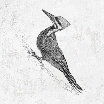Pileated Woodpecker design on apparel and gifts